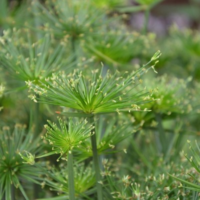 40pz Pianta Cyperus Alternifolius - Cespugli