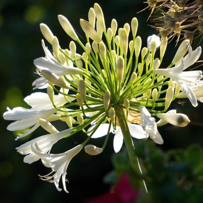 fiore agapanthus bianco fiore agapanthus bianco