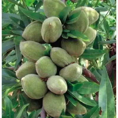 albero mandorlo