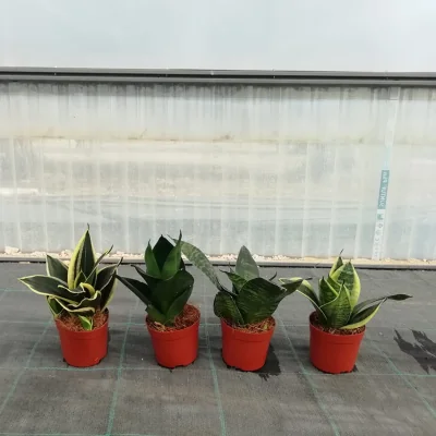 Pianta Sanseveria