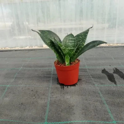 Pianta Sanseveria Hahnii - piante da interno o da appartamento
