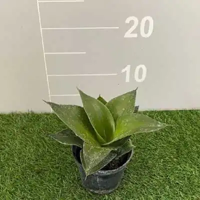 pianta sanseveria