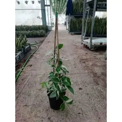 Pianta Hoya Carnosa Variegata - Piante da interno
