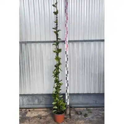 Pianta Hoya Carnosa Variegata - Piante da appartamento