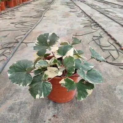 farfugium japonicum