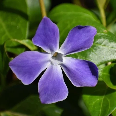 Pianta Vinca - Piante tappezzanti