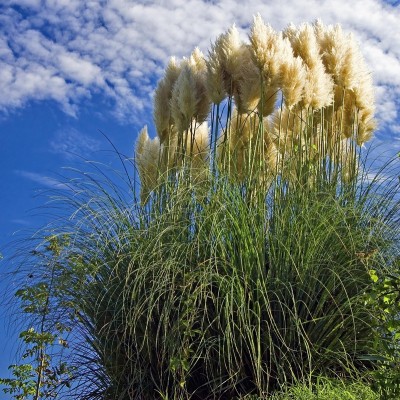 erba della pampa