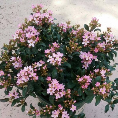 rhaphiolepis rosa rhaphiolepis rosa