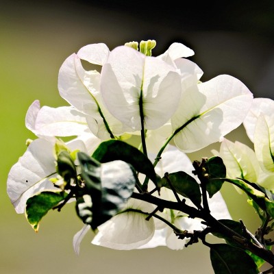 bougainvillea