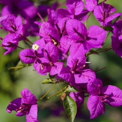 buganvillea