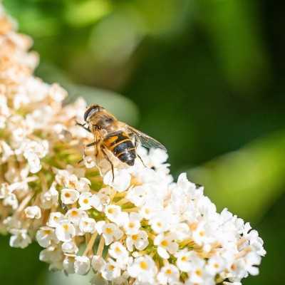 40pz Pianta Buddleja - Cespugli