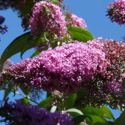 40pz Pianta Buddleja - Cespugli