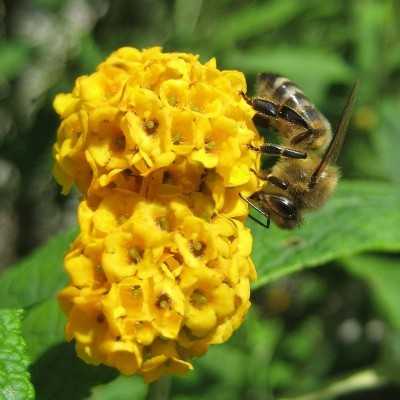 40pz Pianta Buddleja - Cespugli