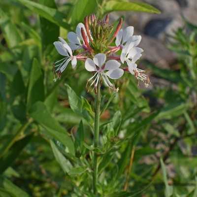 gaura pianta