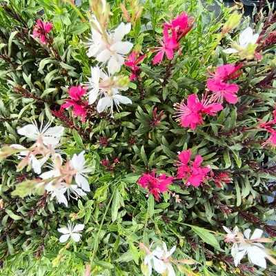 gaura lindheimeri