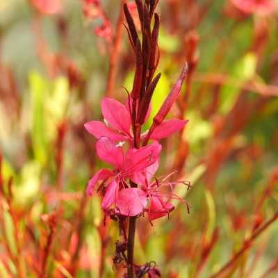 piante gaura
