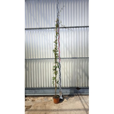 Pianta Passiflora - Piante rampicanti
