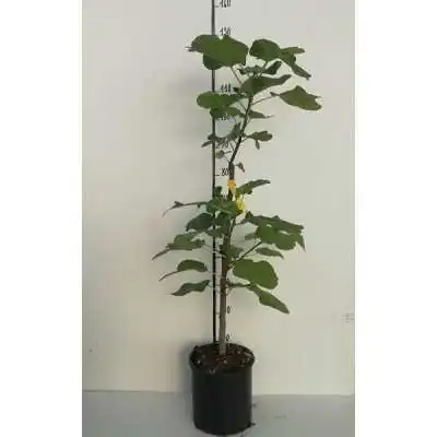 frutto fichi