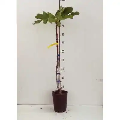 Albero Fico Nero - Alberi da frutto