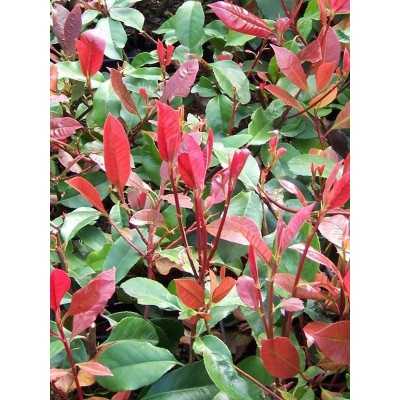 Pianta Photinia Nana - Siepi da giardino