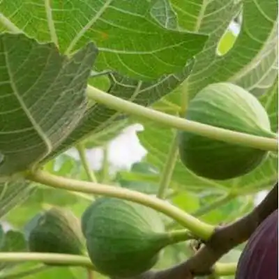 pianta di fico