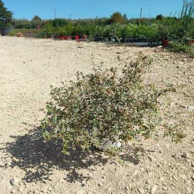 abelia grandiflora