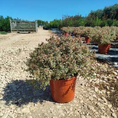 abelia pianta