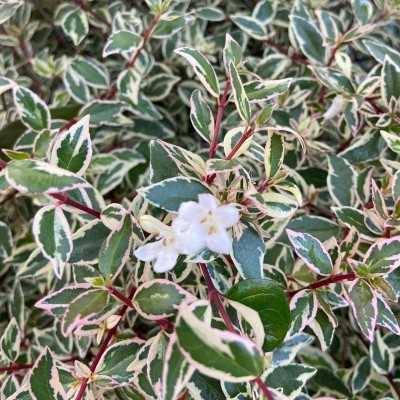 abelia