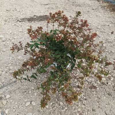 abelia abelia