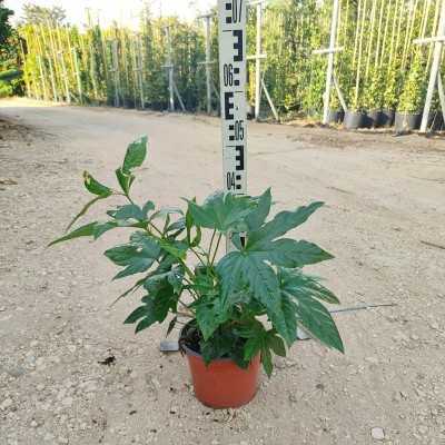 Pianta Aralia - Piante da interno