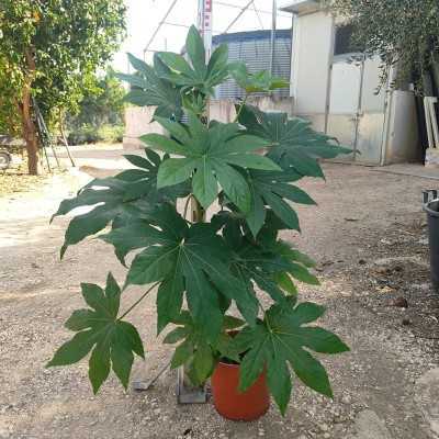 aralia