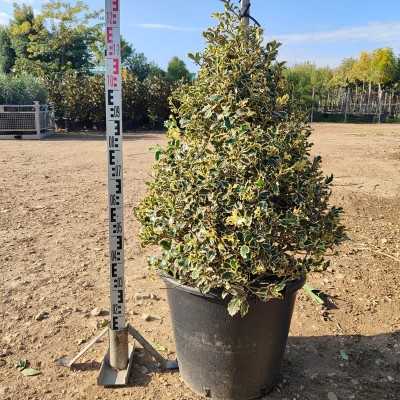 Pianta Agrifoglio Variegato - Ilex Aquifolium - Siepi da giardino Pianta Agrifoglio Variegato - Ilex Aquifolium - Siepi da giardino