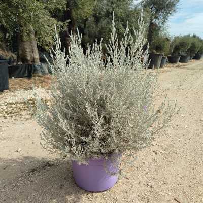 40pz Pianta Eremophila Nivea - Cespugli