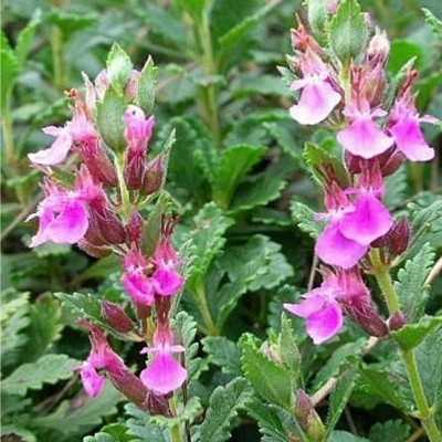 40pz Pianta Teucrium Chamaedrys - Cespugli