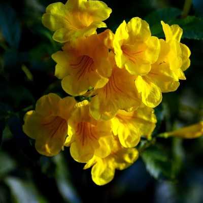 40pz Pianta Tecoma Tuendiana - Rampicanti