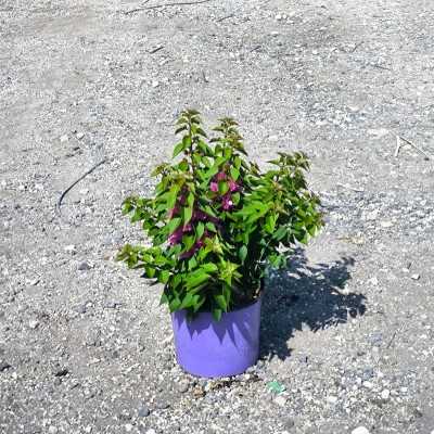 bouganville vaso bouganville vaso