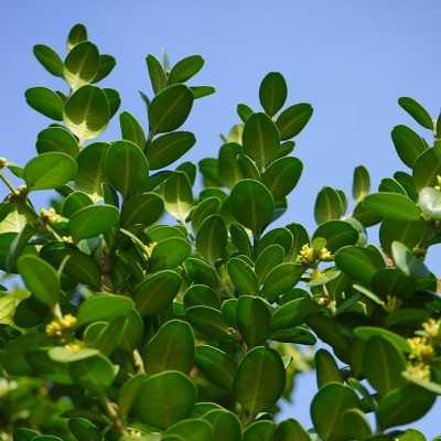 buxus