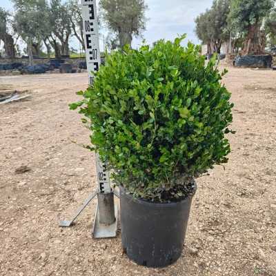 piante a forma di palla