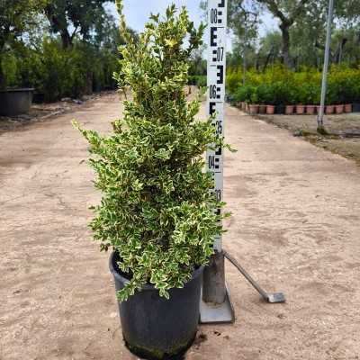 buxus