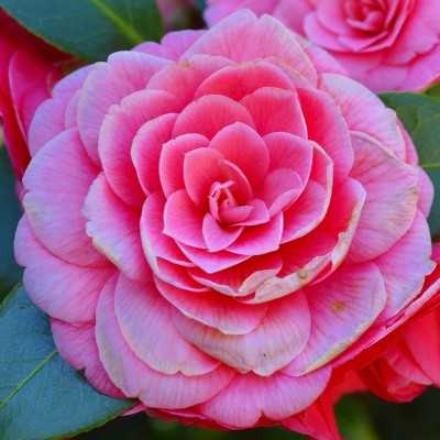 piante camelia