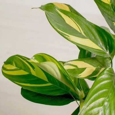 Pianta Calathea Golden Mosaic - Piante da interno o appartamento