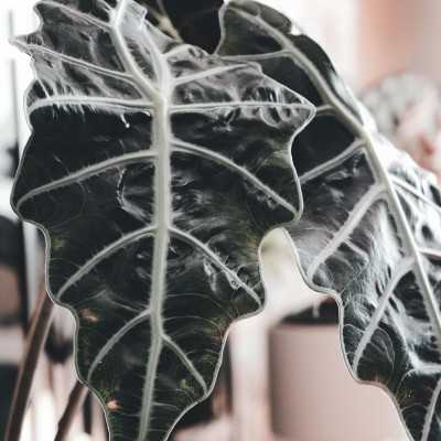 Alocasia Polly