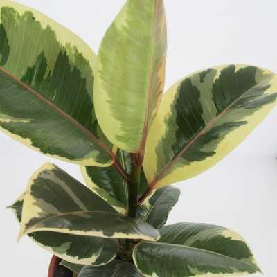Ficus Tineke