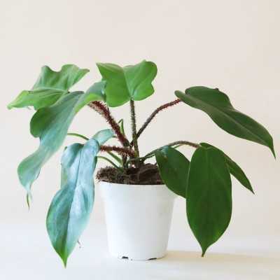 philodendron squamiferum