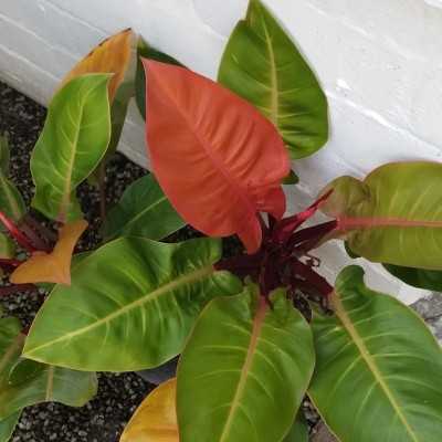 Philodendron Prince of Orange