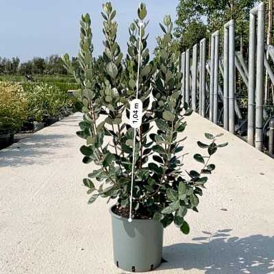 pianta feijoa prezzo