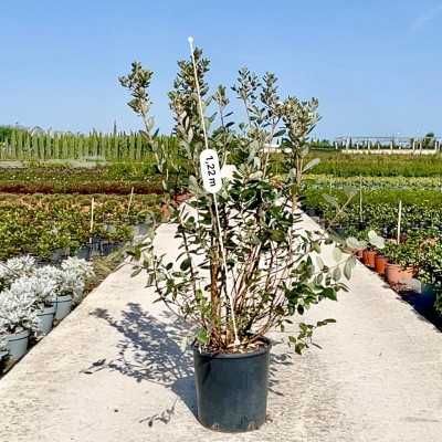 feijoa pianta prezzo