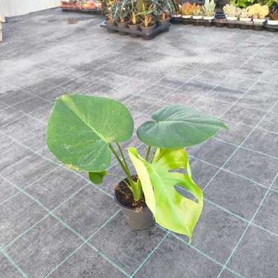 Pianta Philodendron Monstera - Piante da interno