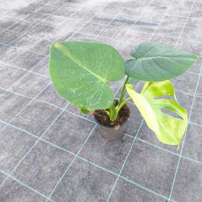 Pianta Philodendron Monstera - Piante da interno