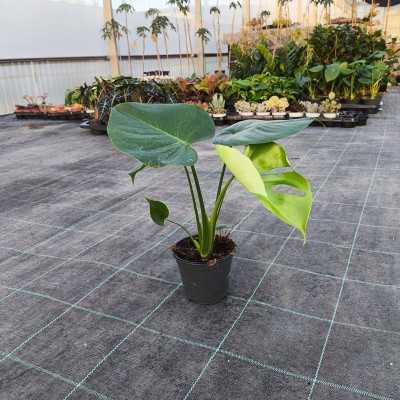 Pianta Philodendron Monstera - Piante da interno